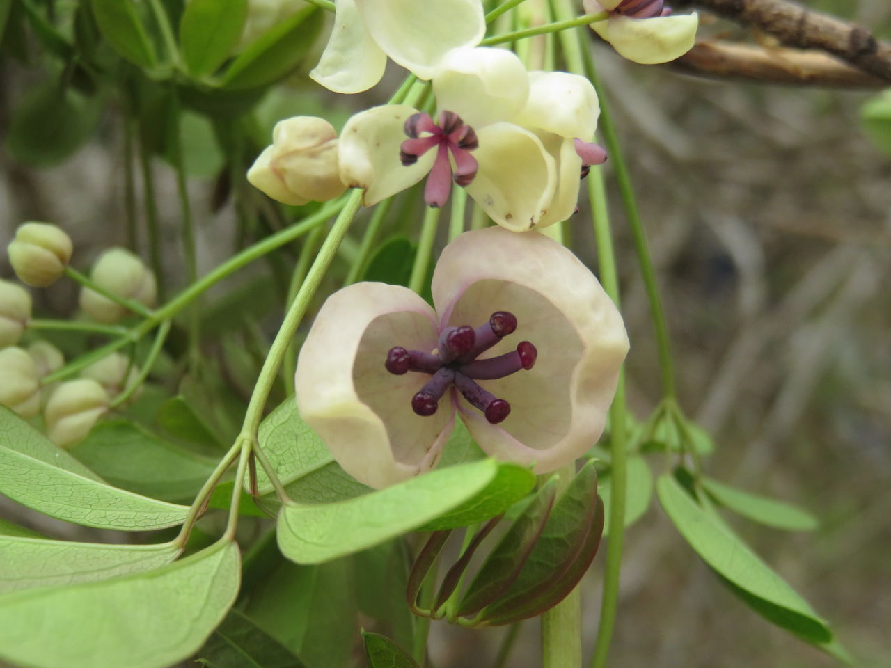 アケビの花 アオキの花 こんにちは 鮎川から