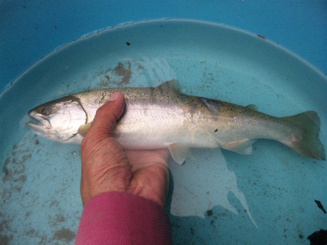 上州 尺ヤマメ 鮎活してます