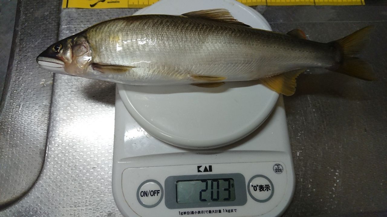 大鮎処 渡良瀬川 2 鮎活してます 大鮎処 渡良瀬川 2 鮎活してます
