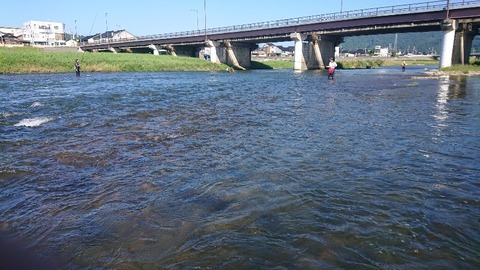 小矢部川 1 尺アユ釣り大会 鮎活してます