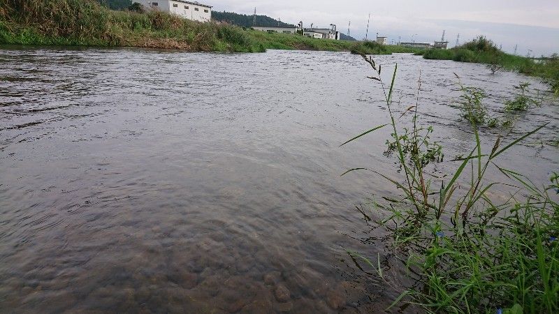 小矢部川 3 鮎活してます