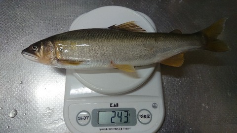 小矢部川 3 鮎活してます