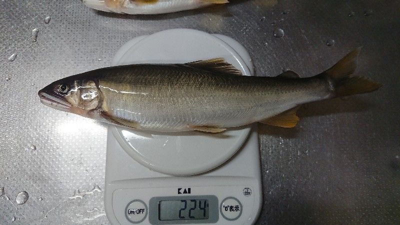 小矢部川 3 鮎活してます 小矢部川 3 鮎活してます