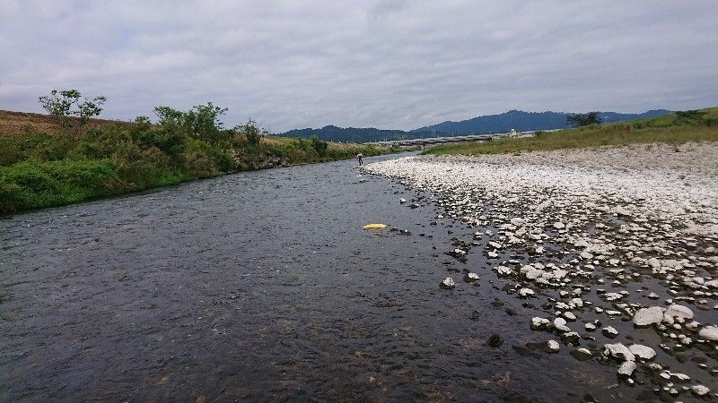 小矢部川 鮎活してます