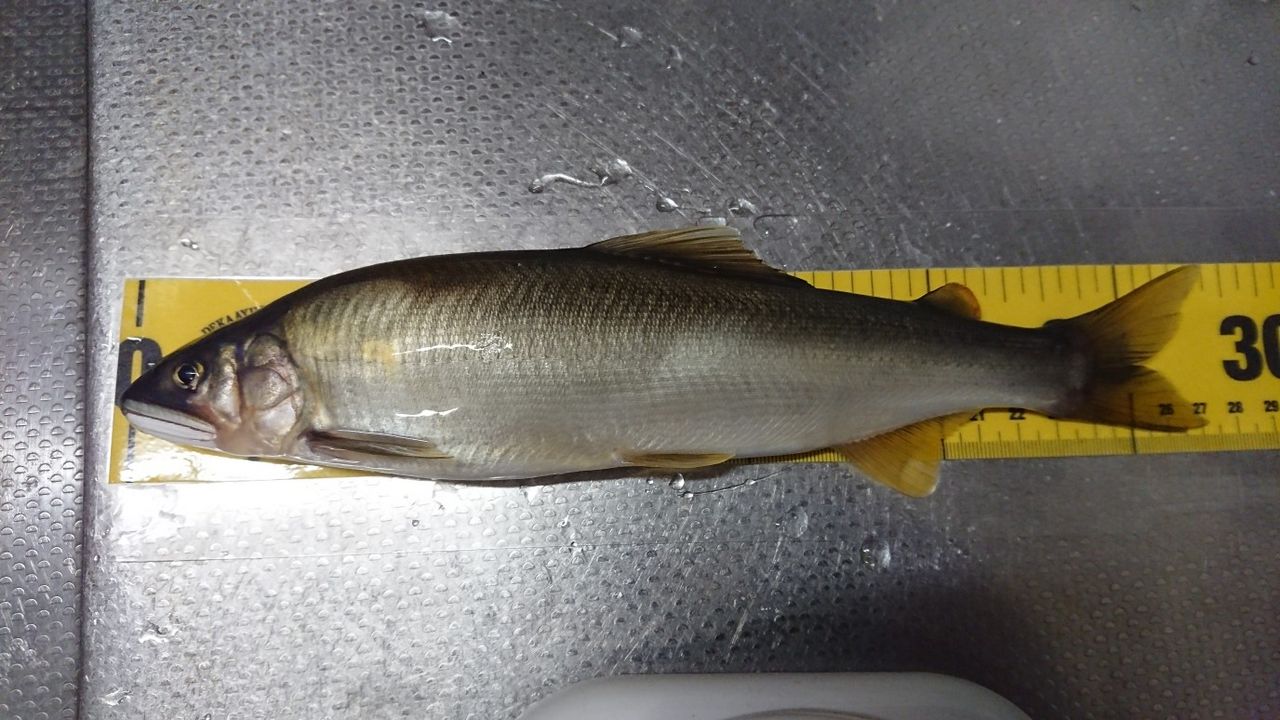 大鮎処 渡良瀬川 2 鮎活してます 大鮎処 渡良瀬川 2 鮎活してます