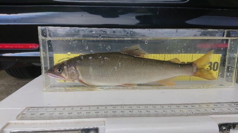小矢部川 3 鮎活してます 小矢部川 3 鮎活してます