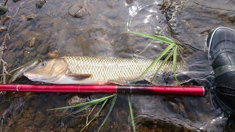小矢部川 4 鮎活してます
