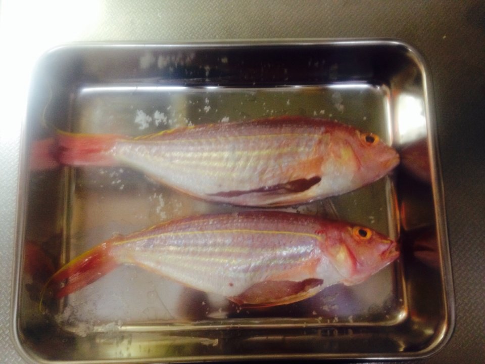 糸縒鯛 いとよりだい Golden Threadfin Bream 日々のことを少しずつ 糸縒鯛 いとよりだい Golden Threadfin Bream 日々のことを少しずつ