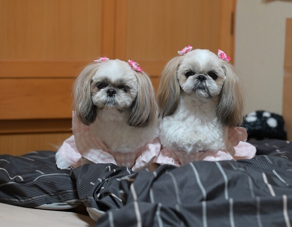 シーズー（立ちポーズ） 【公式通販】