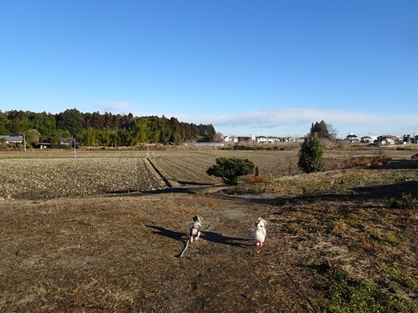 22011207