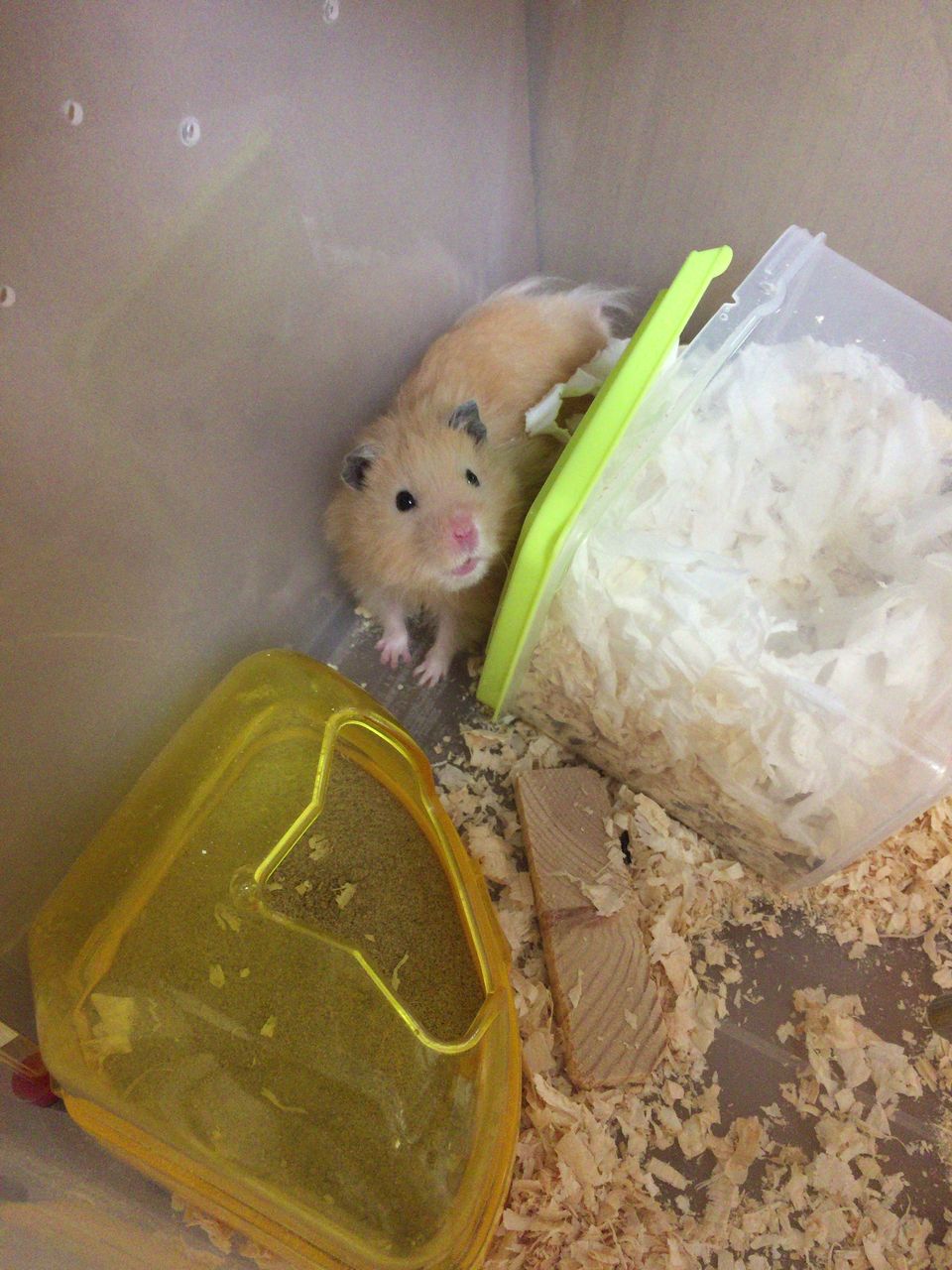 ゴールデンハムスター 手が目立つ日 憧れのキンクマとパンダマウス 私と同居