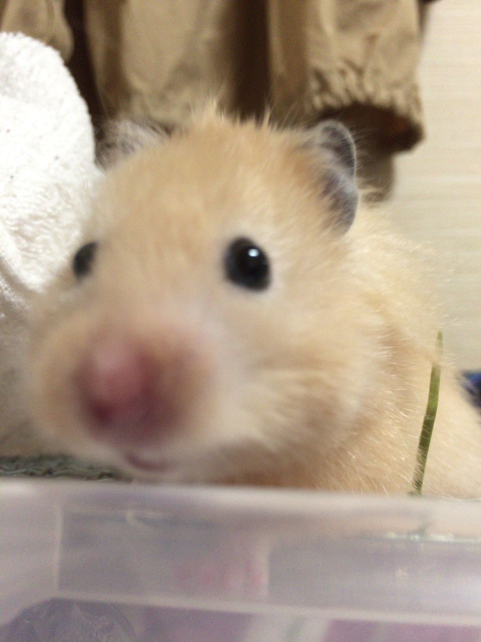 ゴールデンハムスター 体重測定 生後5ヶ月半 憧れのキンクマとパンダマウス 私と同居 ゴールデンハムスター 体重測定 生後5ヶ月半 憧れのキンクマとパンダマウス 私と同居