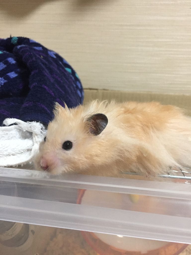ゴールデンハムスター 笑いながら近づく 憧れのキンクマとパンダマウス 私と同居 ゴールデンハムスター 笑いながら近づく 憧れのキンクマとパンダマウス 私と同居