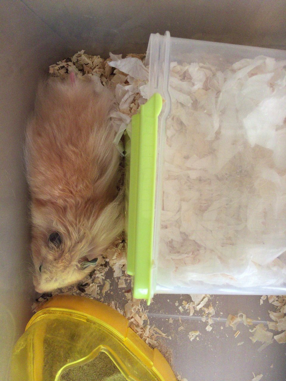 キンクマハムスター 野良寝と豚蚊取り 憧れのキンクマとパンダマウス 私と同居