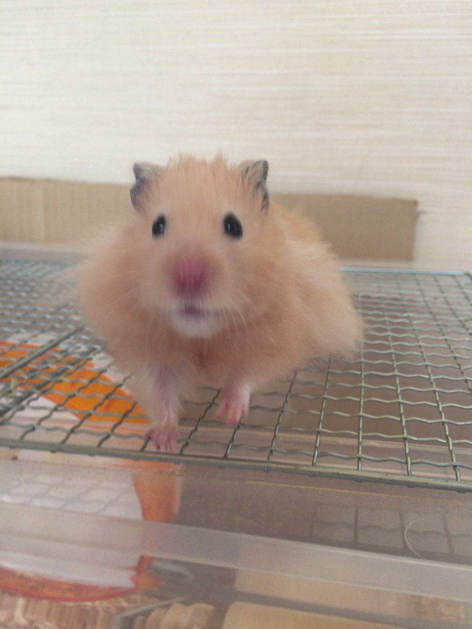 キンクマハムスター 体重測定 生後7ヶ月半 憧れのキンクマとパンダマウス 私と同居
