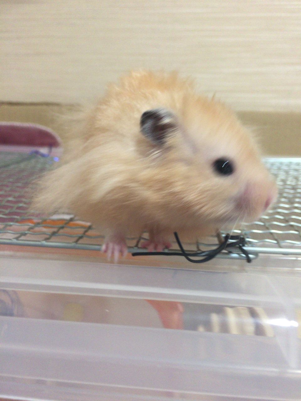 ゴールデンハムスター 入れ物やら定規やらで遊ぶ 憧れのキンクマとパンダマウス 私と同居