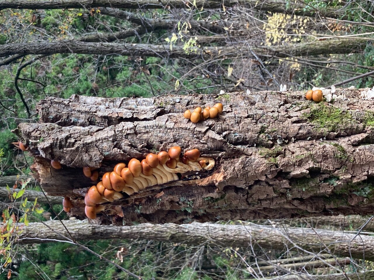 還暦記念に始めたblogも年 この 4 ５日喉が痛む