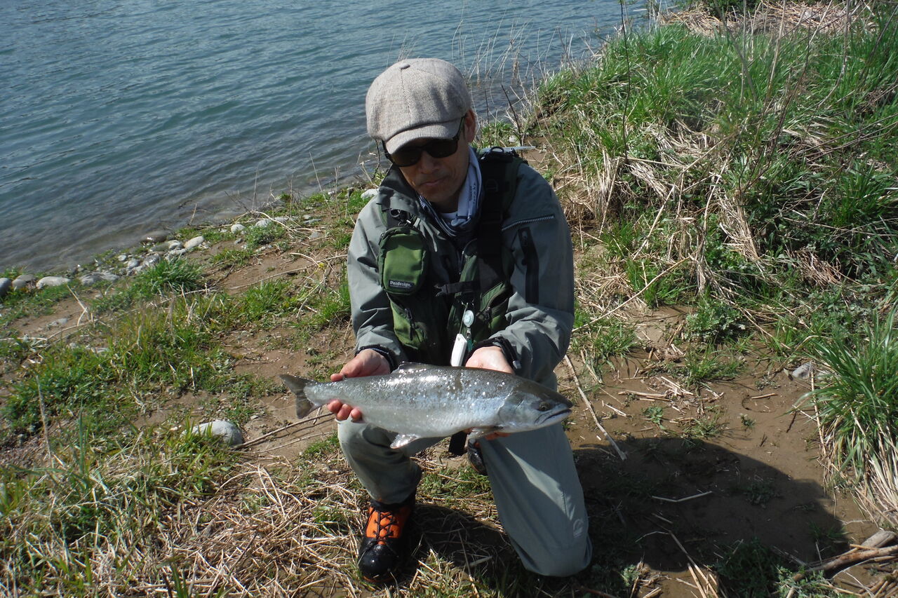 サクラマスの釣果 鮎釣り サクラマス釣りの九頭竜川中部漁業協同組合 サクラマスの釣果 鮎釣り サクラマス釣りの九頭竜川中部漁業協同組合