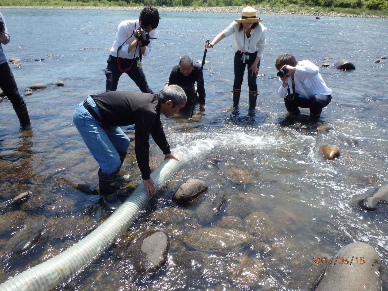 稚鮎の初出荷 鮎釣り サクラマス釣りの九頭竜川中部漁業協同組合 稚鮎の初出荷 鮎釣り サクラマス釣りの九頭竜川中部漁業協同組合