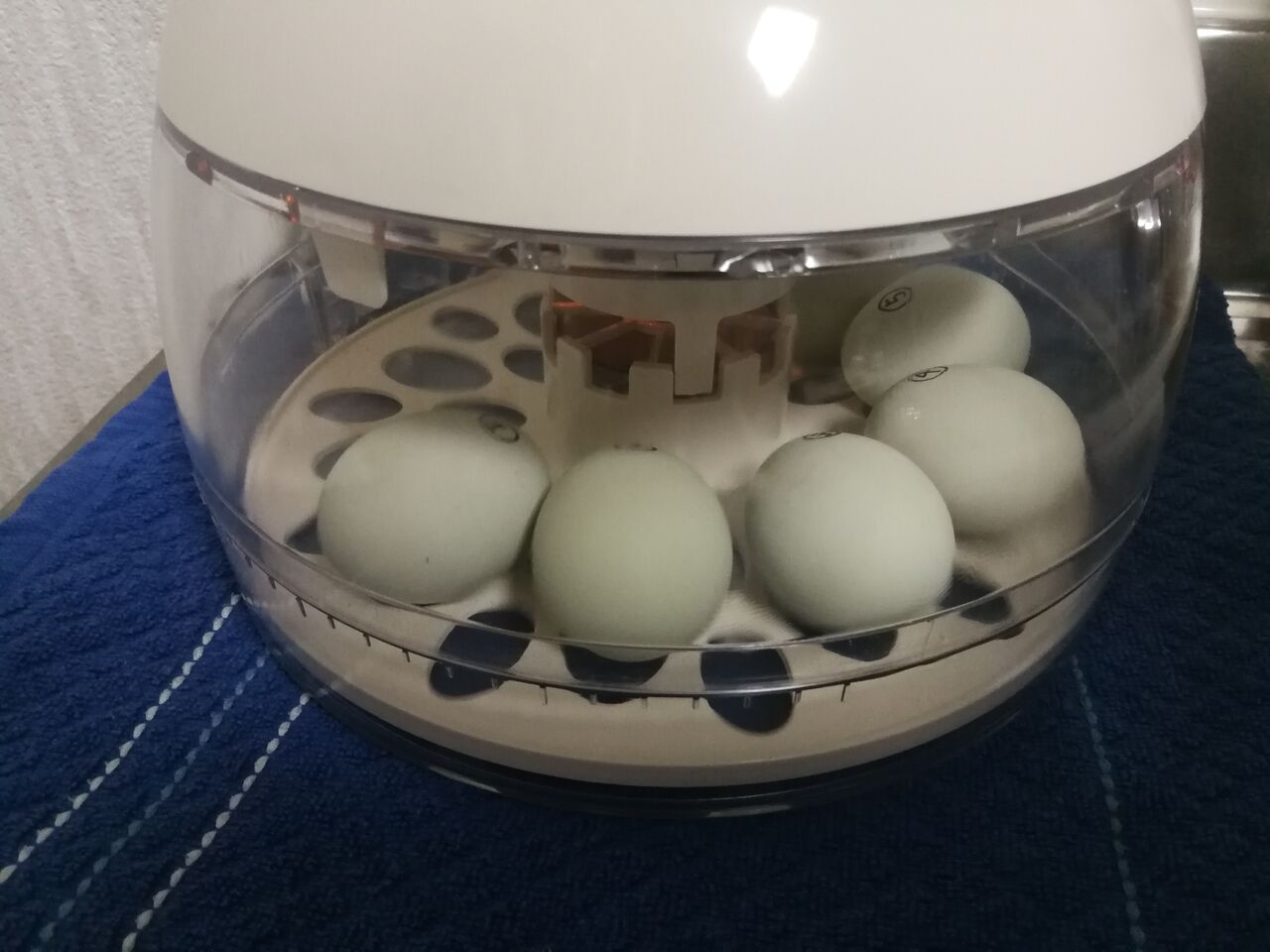 ニワトリをどこから飼う ヒヨコや種卵の入手方法 Kitchengardenとニワトリ ニワトリをどこから飼う ヒヨコや種卵の入手方法 Kitchengardenとニワトリ