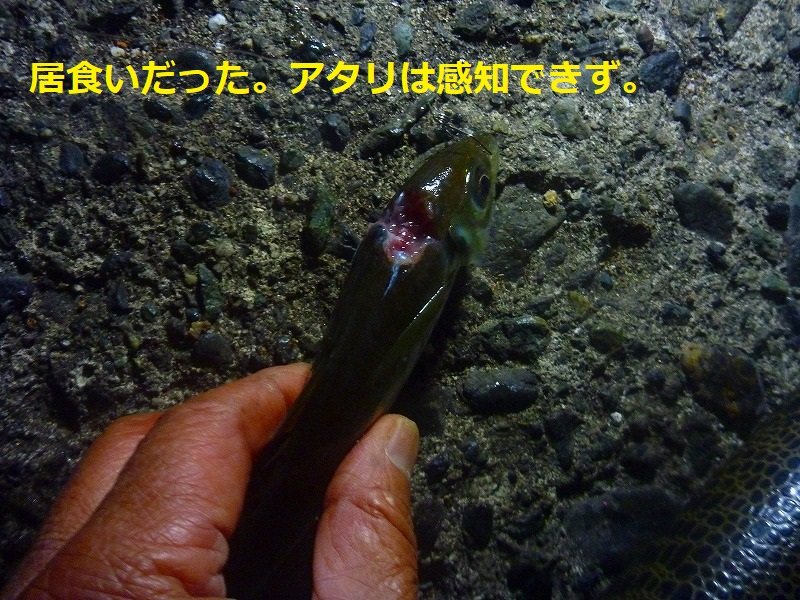 居食い 鮎釣りおじさん