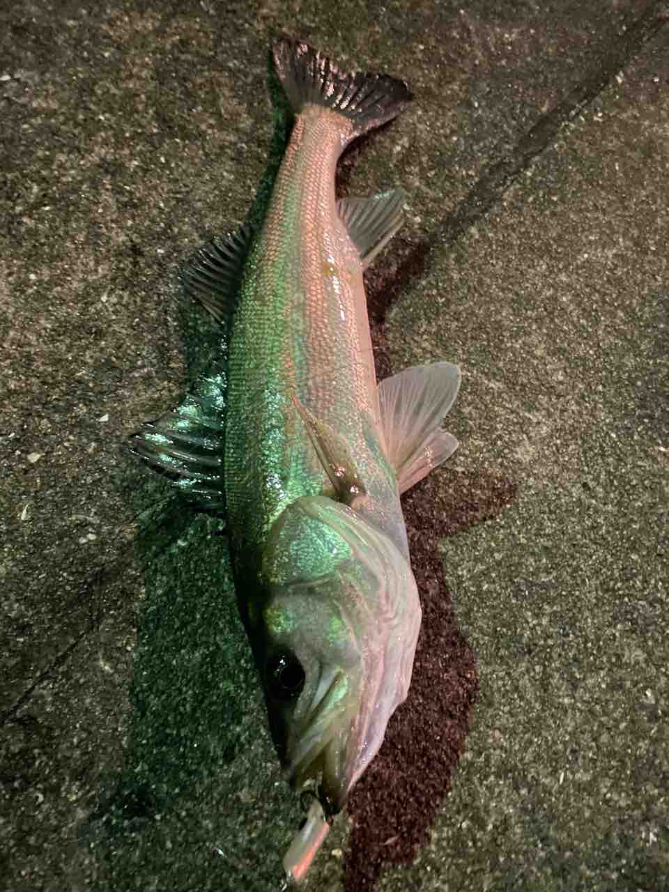 大阪湾の魚釣り Shore