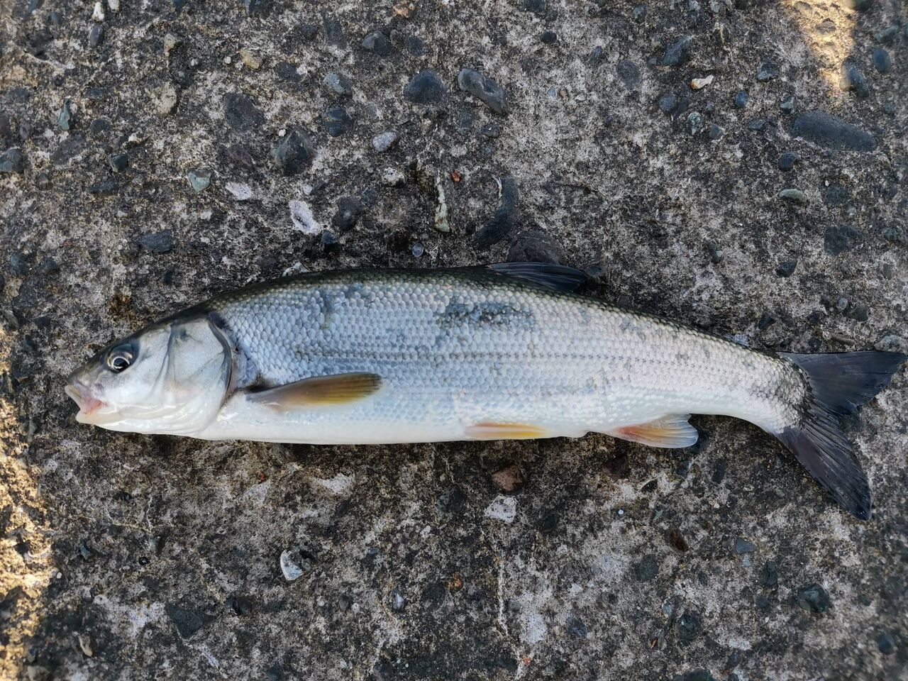 画像 ワイ釣り初心者 釣った魚が何かわからないwwwwwwwww Az通信