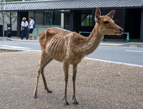 悲報 奈良公園のシカさん 観光客から鹿せんべいを貰えなくなってやせたかなしい姿になるwwwwww Az通信 悲報 奈良公園のシカさん 観光客から鹿せんべいを貰えなくなってやせたかなしい姿になるwwwwww Az通信