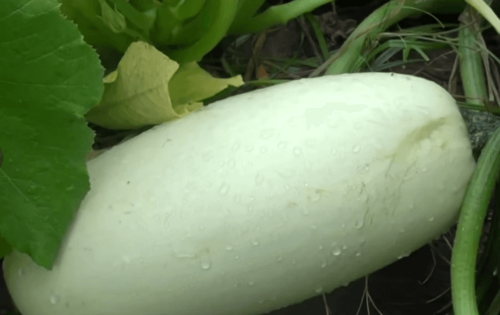 怖い 中国から届いた 謎の種 植えてみた 結果とんでもないことにwwww Az通信