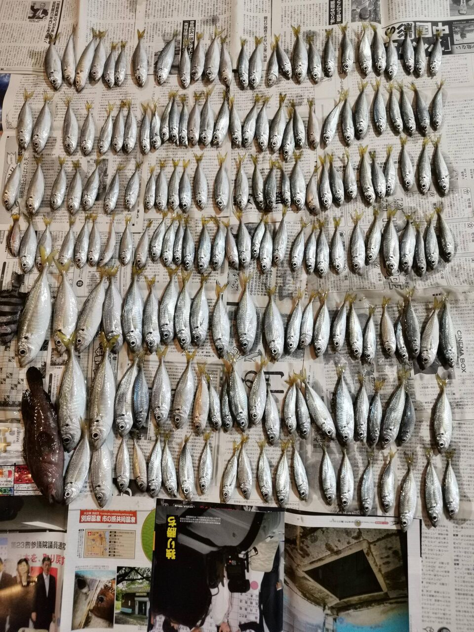 画像 ワイ釣り初心者 アジフライ大漁で明日から食べ放題wwwwwww Az通信 画像 ワイ釣り初心者 アジフライ大漁で明日から食べ放題wwwwwww Az通信