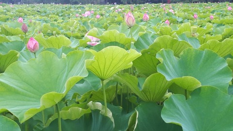 200728蓮の花 風虎さん