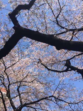 IMG_2340 (338x450)