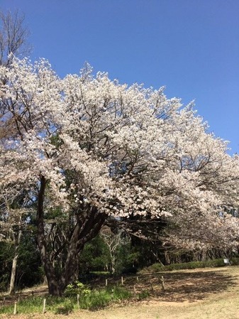 一剣さん四季の森公園の桜