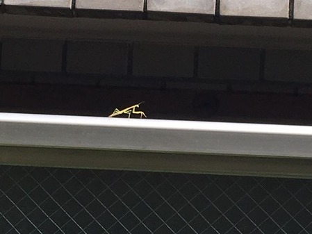 190728かまきり