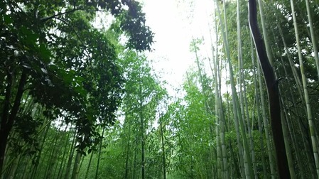 京都竹林