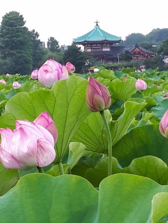 蓮の花