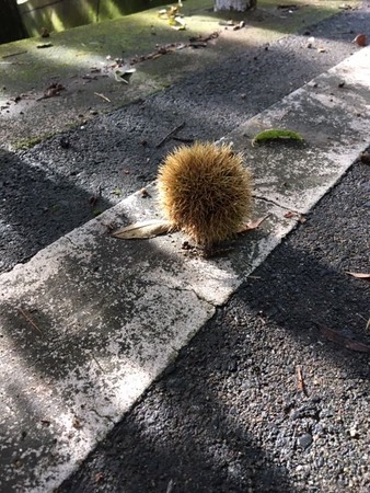 栗