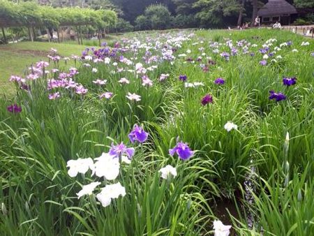 菖蒲 風虎さん 小