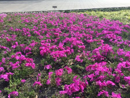 さくら草2