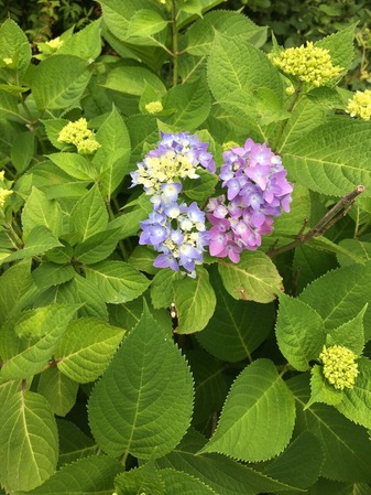 200515紫陽花小