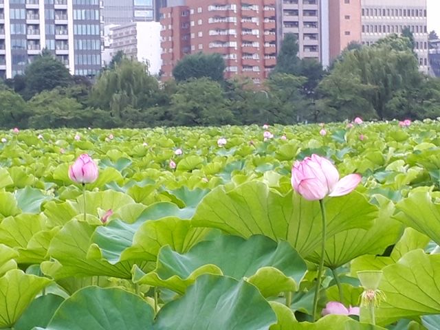 上野に蓮の花 麻布俳句教室