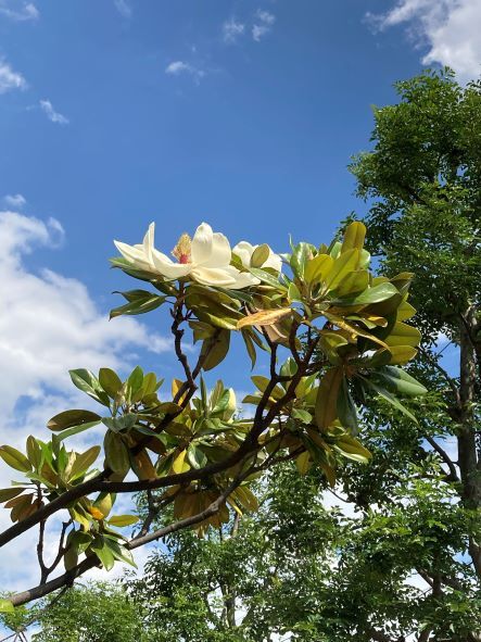 泰山木の花 麻布俳句教室