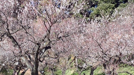 風虎さん東大植物園の梅