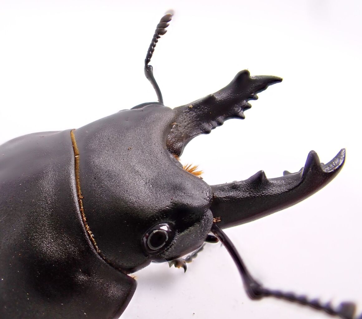 アマミマルバネ（徳之島）♂55ミリ　針穴あり アマミマルバネクワガタ (鹿児島県徳之島天城岳産）CBF1 飼育