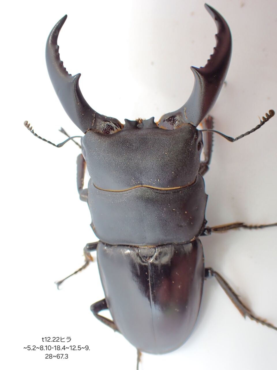 サキシマヒラタクワガタ飼育記2023~ : クワガタ備忘録