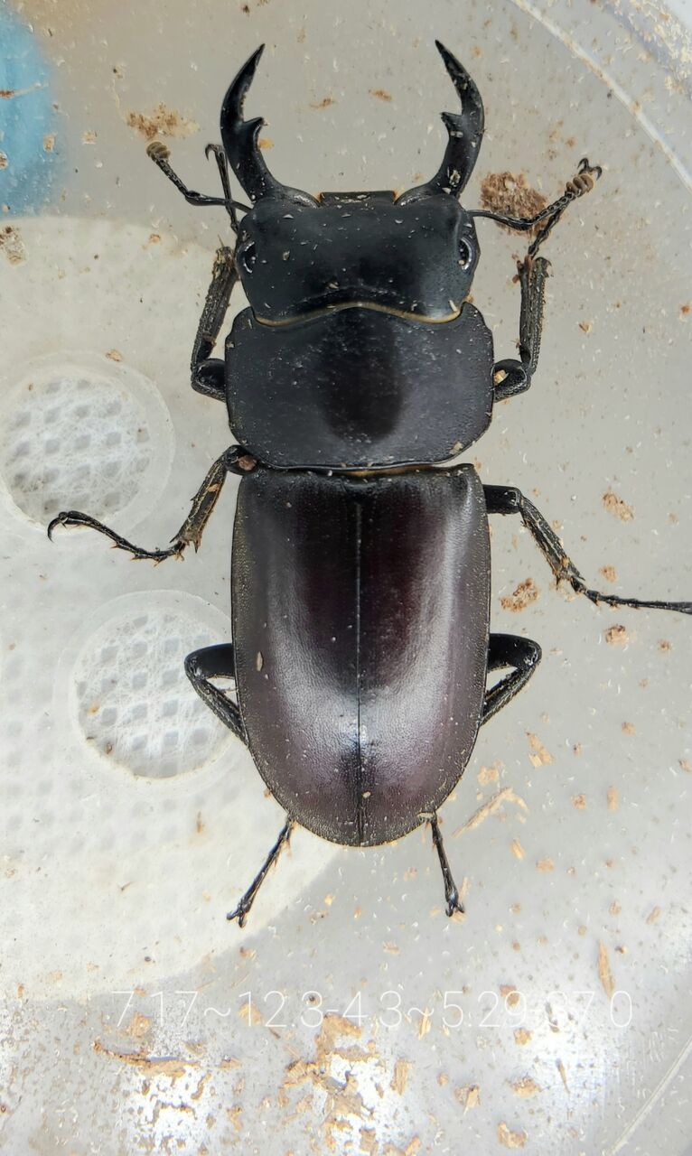 ☆貴重！ヤエヤマコクワ／幼虫4頭セット：データカード付☆