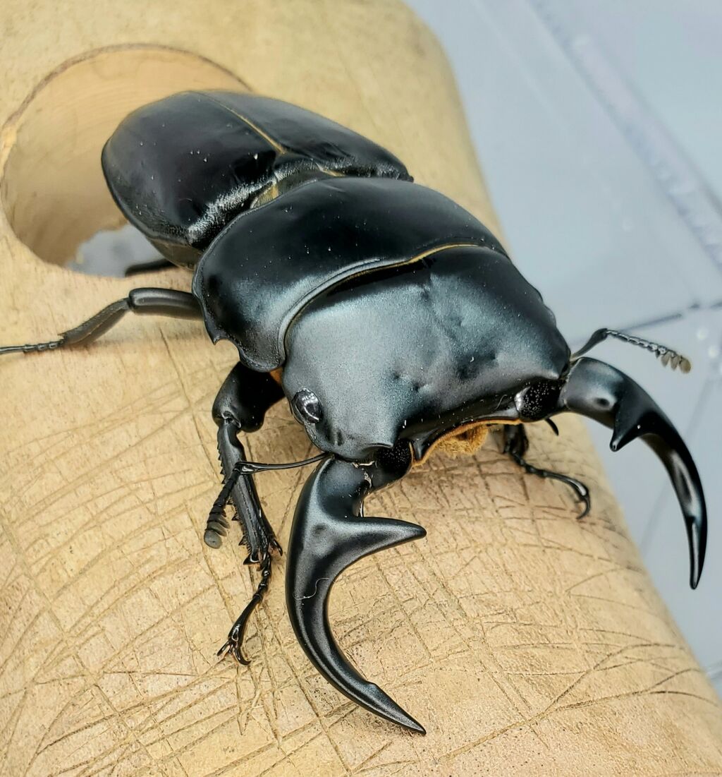 クルビデンスオオクワガタ(ババクルビデンス)飼育記2022