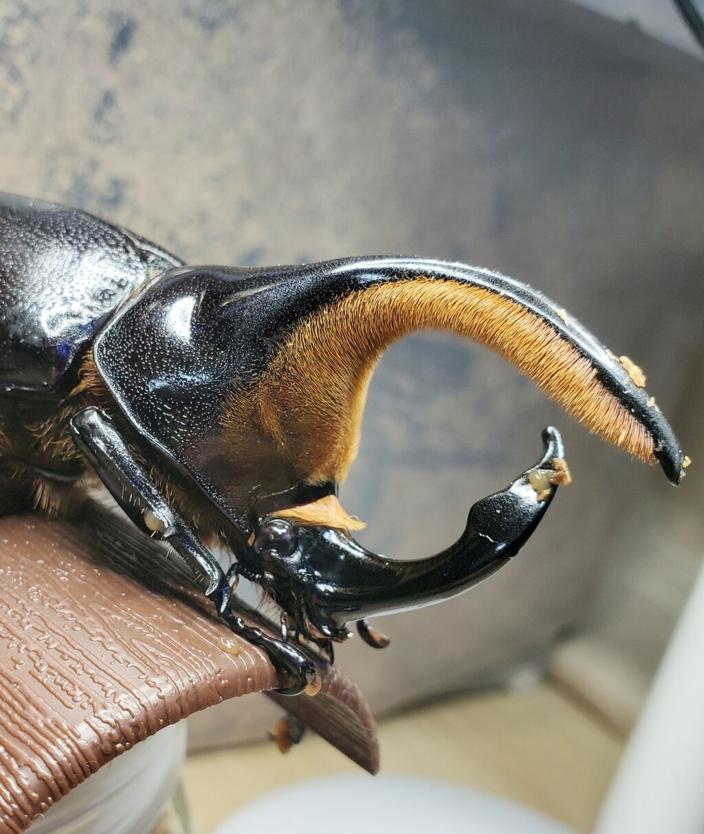 サタンオオカブト飼育記2022~ : クワガタ備忘録 サタンオオカブト飼育記2022~ : クワガタ備忘録
