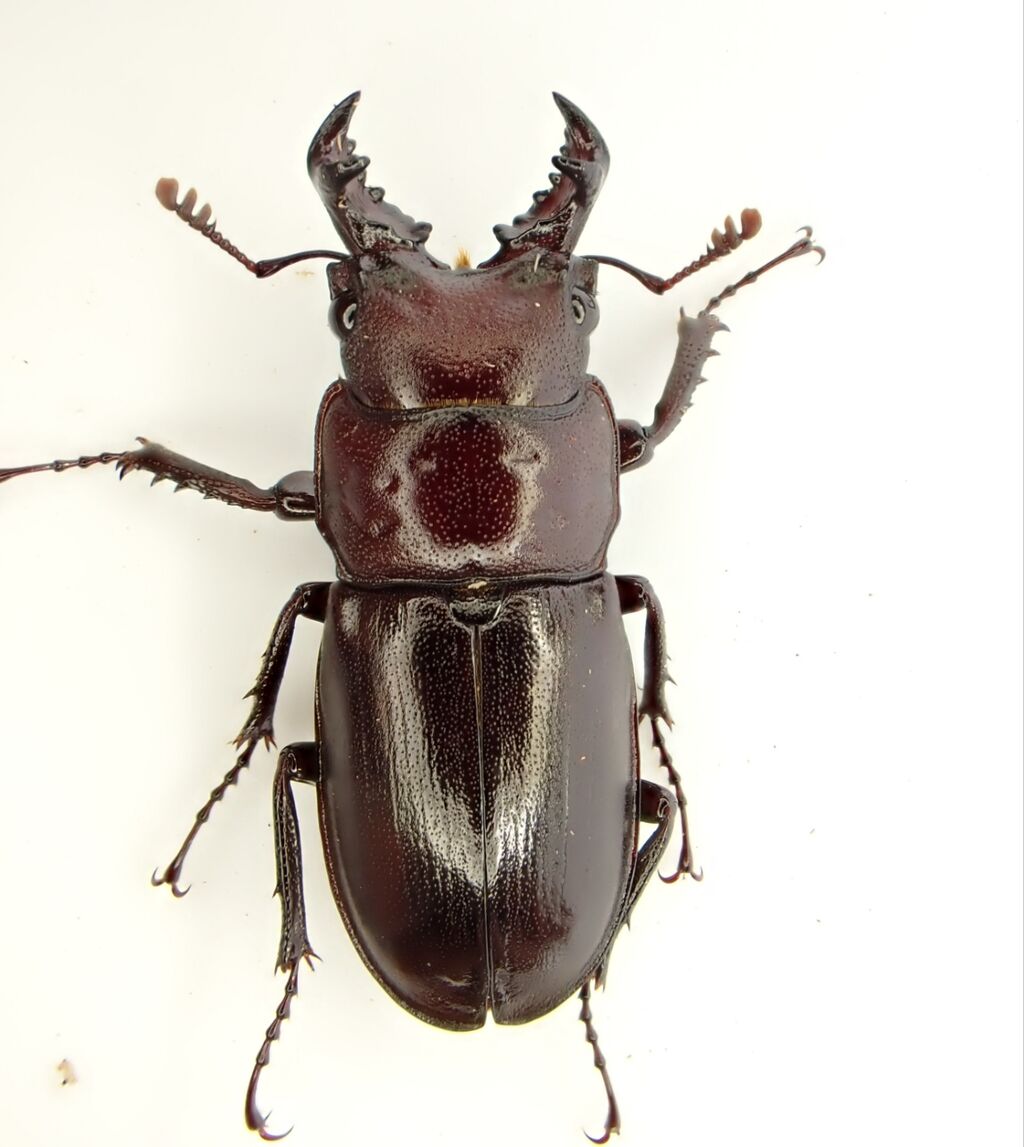 ヤクシマオニクワガタ飼育記2023~ : クワガタ備忘録