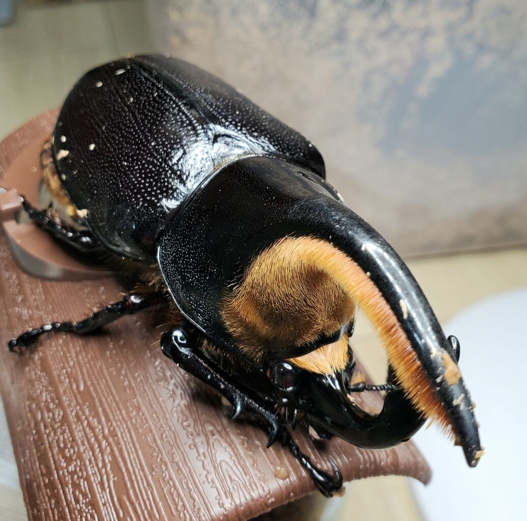 サタンオオカブト飼育記2022~ : クワガタ備忘録